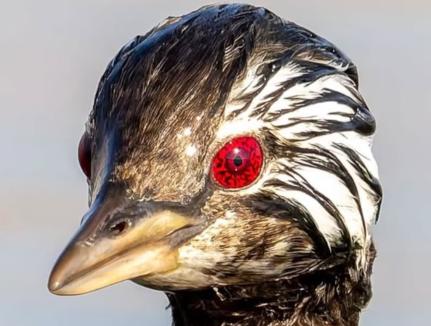 Reprodução/Instagram/sol.plumita 