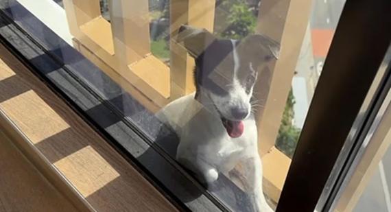 Reprodução/Instagram/7newssyd 