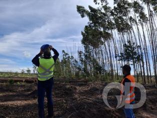 EUCALIPTO FAZENDA GIRASSOL 3