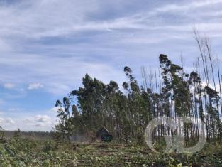 EUCALIPTO FAZENDA GIRASSOL 2