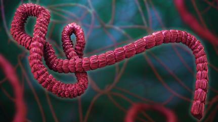 Ebola 