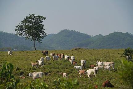 Wildlife Conservation Society via CNN Newsource