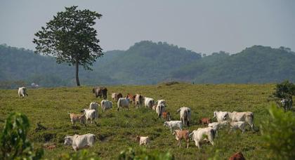 Wildlife Conservation Society via CNN Newsource