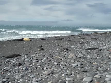 Courtesy Australian Antarctic Division via CNN New