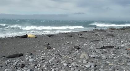 Courtesy Australian Antarctic Division via CNN New