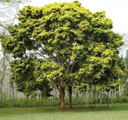 Central das Plantas