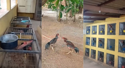 Reprodução