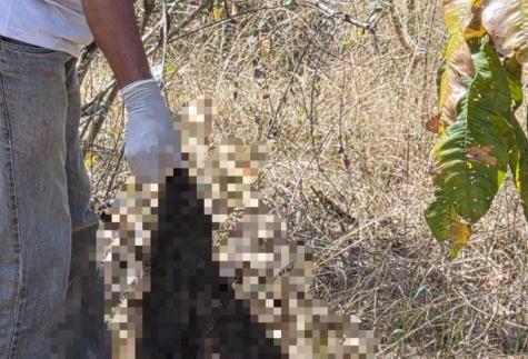 Suspeito de matar e esquartejar mulher é preso em São Félix do Xingu
