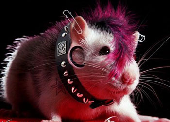 Pets Se Vestem A Moda Roqueiro Para Mostrar Que O Rock E Tambem Animal Gazeta Digital