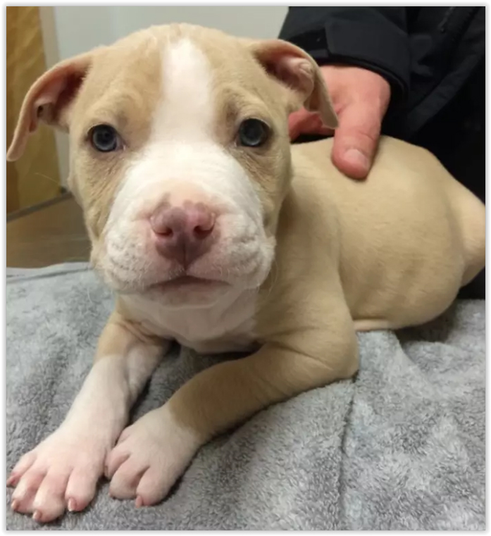 Pitbull novinho Clearance